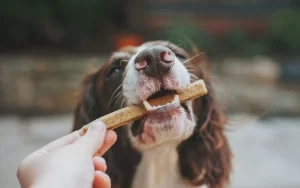 A-brown-and-white-dog-chewing-the-best-dog-treats-for-them-animal-lover