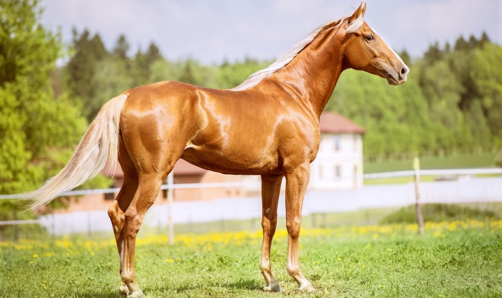 horse at a healthy weight - animal lovers
