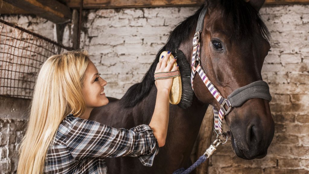 horse-grooming-animal-lovers