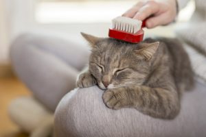 brush-your-cat-animal-lovers