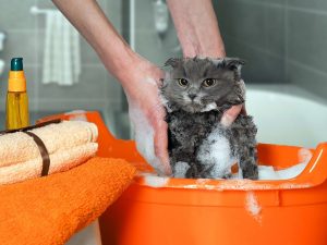 cat-bath_Irina-Kozorog_Shutterstock-animal-lovers